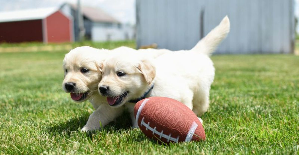 24 Dog Breeds That Shine with Playful and Sociable Personalities