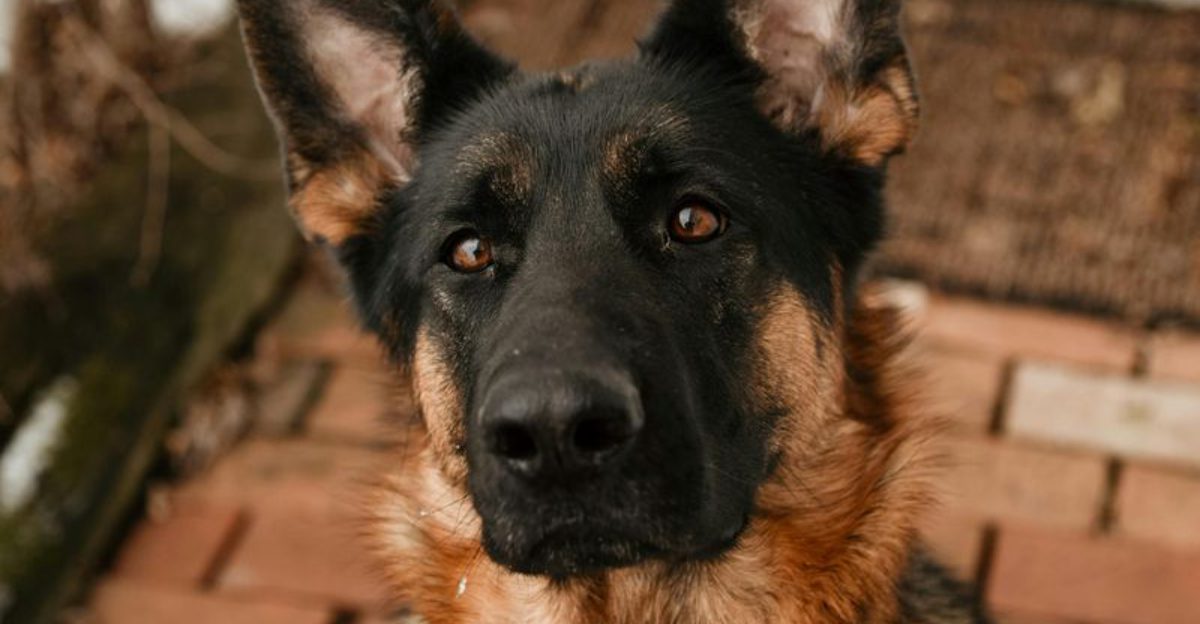 24 Dog Breeds Valued for Their Strength and Natural Guarding Instincts