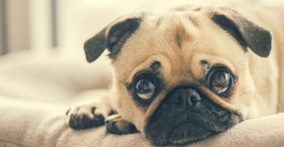 24 Friendly Small Dog Breeds That Make Great Starter Pets