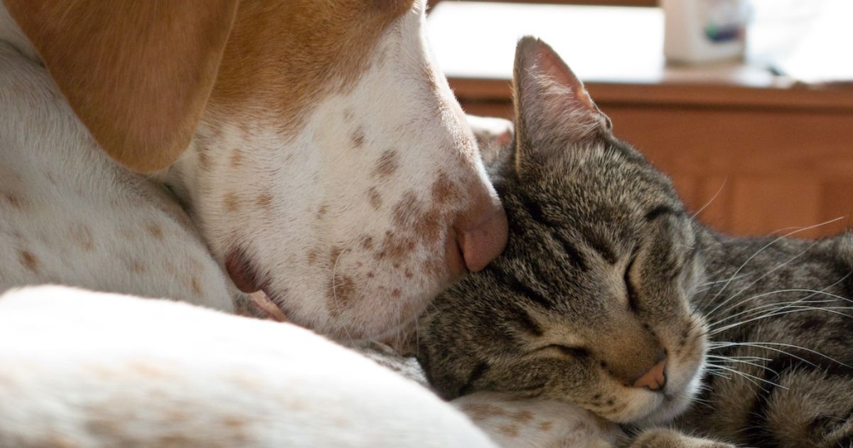 24 Giant Dog Breeds That Coexist Peacefully with Cats