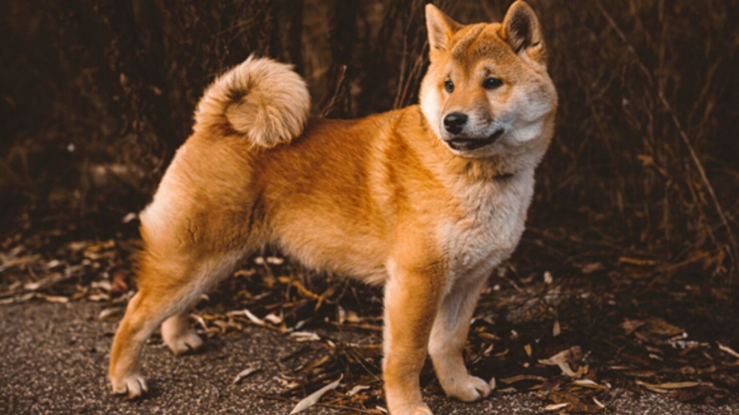 24 Intelligent and Strong Willed Dog Breeds Best for Experienced Owners