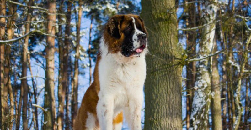 24 Largest and Heaviest Dog Breeds in the World Ranked by Average Weight