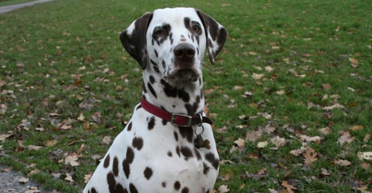 24 Misunderstood Dog Breeds That Deserve More Love and Understanding