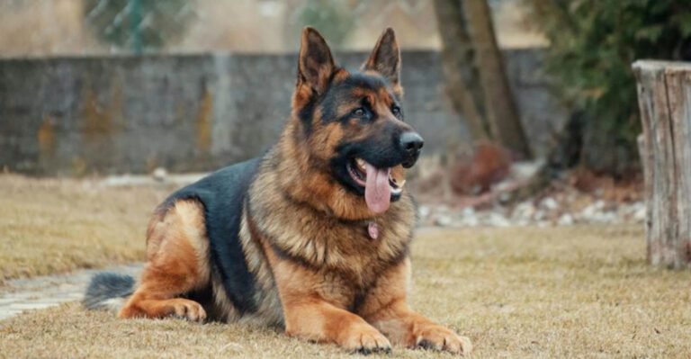 24 Most Popular Large Dog Breeds in the U.S. According to American Kennel Club Rankings dog news