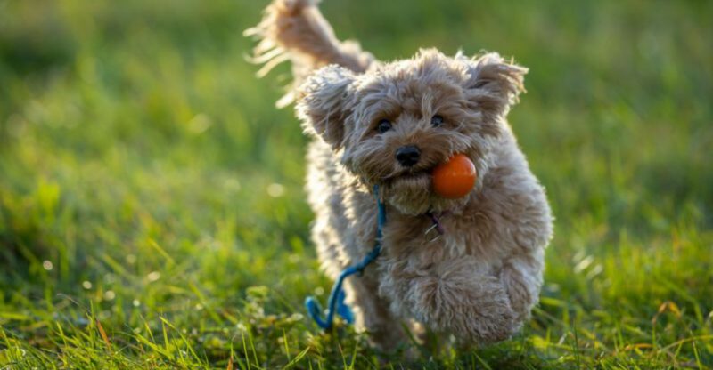 24 Popular Doodle Breeds Loved for Their Intelligence and Playful Energy