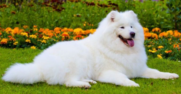 24 Shaggy Dog Breeds with Thick and Fluffy Coats dog news