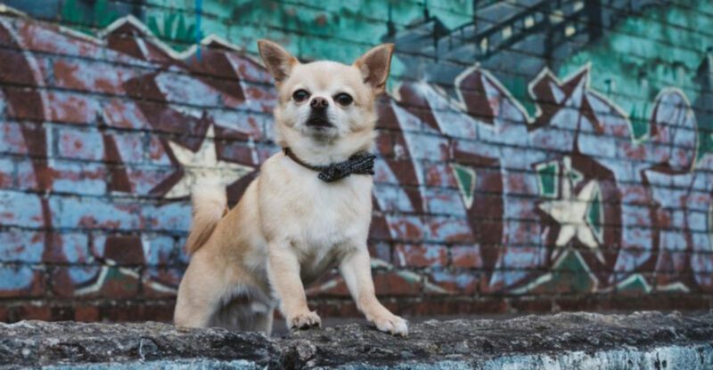 24 Small Dog Breeds That Show Remarkable Confidence and Spirit