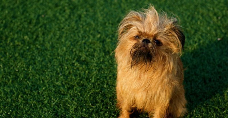 24 Tiny Dog Breeds Weighing Under 5 Pounds – Small in Size Big in Personality