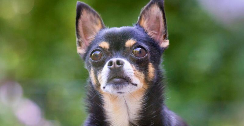 25 Alert Small Dog Breeds That Always Keep Watch