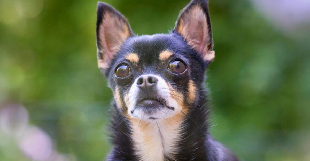 25 Alert Small Dog Breeds That Always Keep Watch