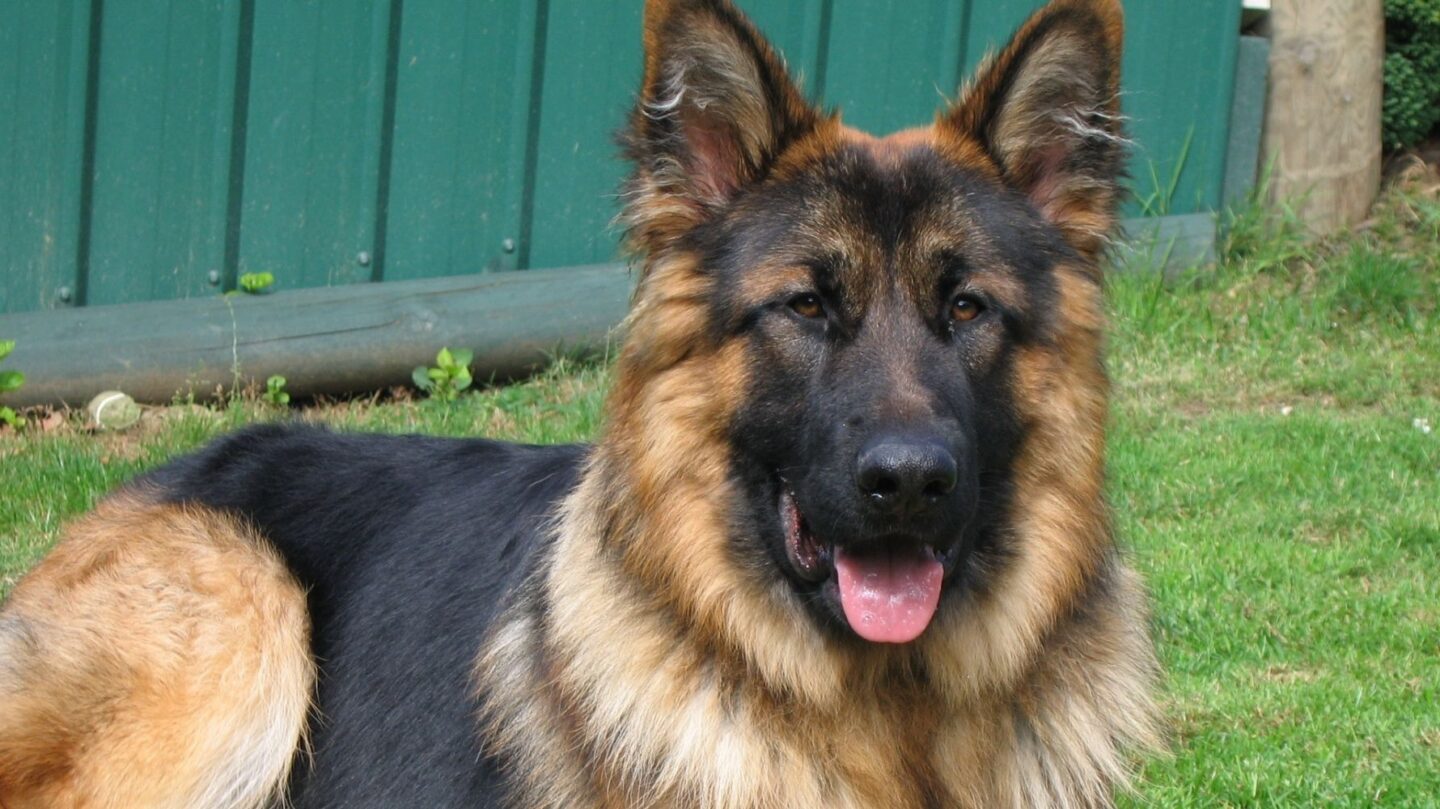 25 Big Dog Breeds That Excel as Loyal Family Guardians