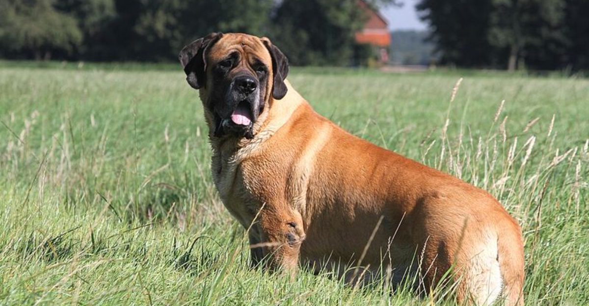 25 Big Dog Breeds with Calm Personalities and Affectionate Hearts