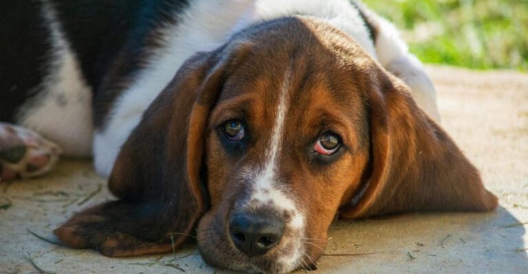 25 Calm and Composed Dog Breeds That Rarely Get Stressed dog news