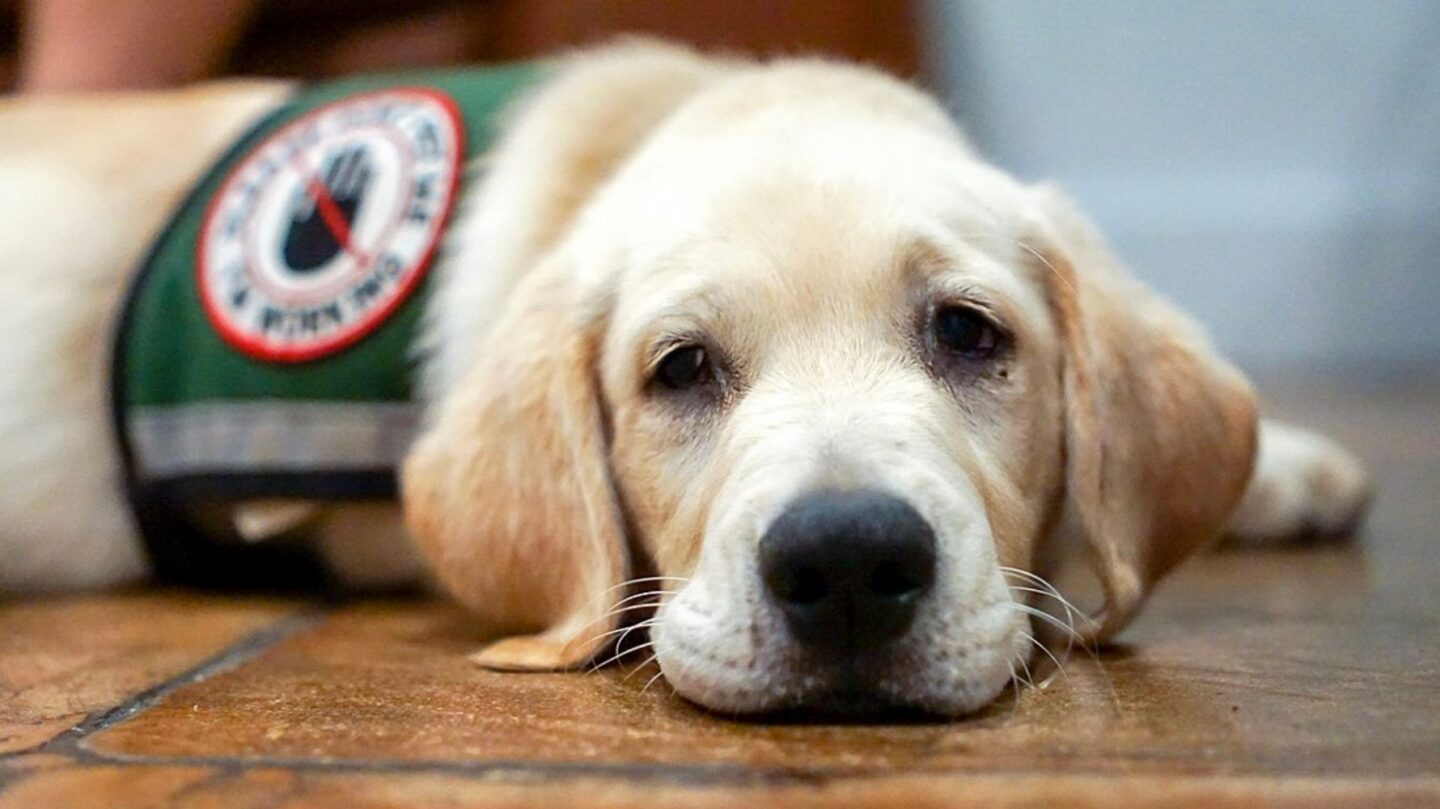 25 Dog Breeds Known for Providing Emotional Comfort and Support