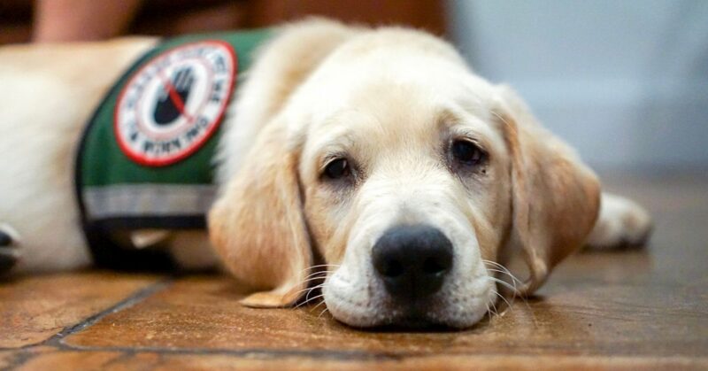 25 Dog Breeds Known for Providing Emotional Comfort and Support