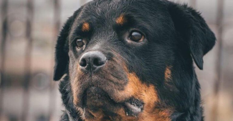 25 Dog Breeds Known for Their Protective and Brave Nature 1 dog news