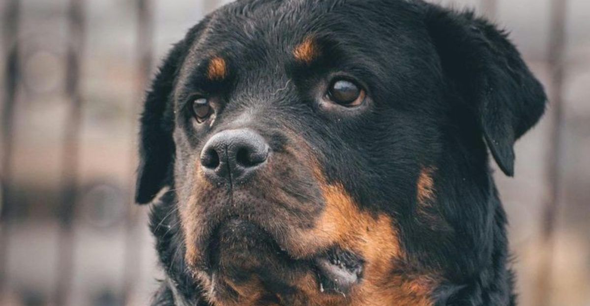 25 Dog Breeds Known for Their Protective and Brave Nature 1