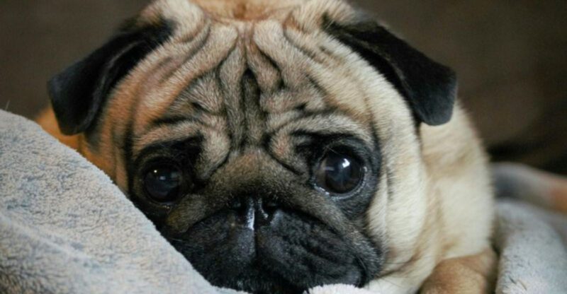 25 Dog Breeds Known for Their Relaxed Temperament and Love of Comfort