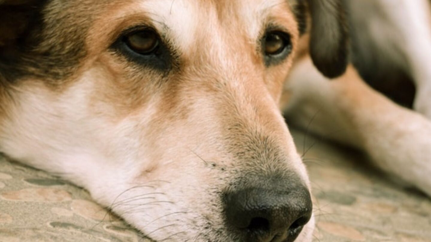 25 Dog Breeds Prone to Serious and Costly Health Issues