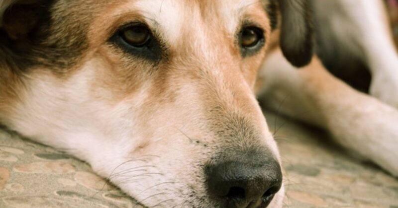 25 Dog Breeds Prone to Serious and Costly Health Issues