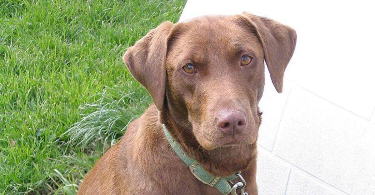 25 Dog Breeds Recognized for Their Remarkable Patience and Composure