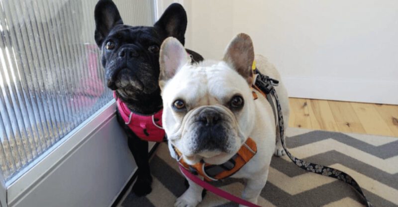 25 Dog Breeds That Balance Cuteness with Courage and Determination