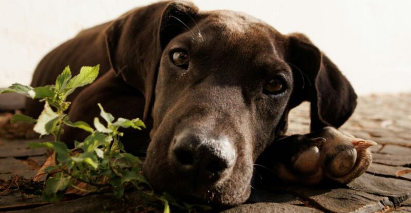 25 Dog Breeds That Bring Calm Energy into Any Home
