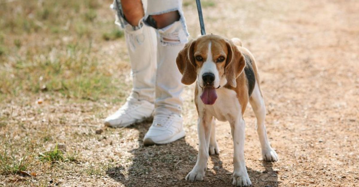 25 Dog Breeds That Combine Family Friendly Personalities with Lasting Health