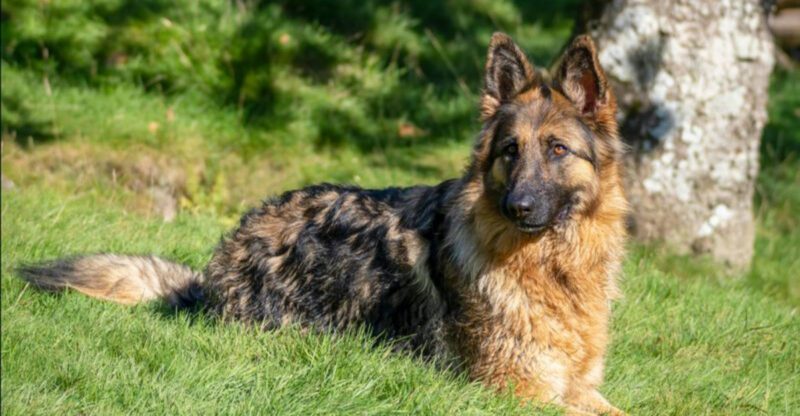 25 Dog Breeds That Command Respect Just by Their Presence