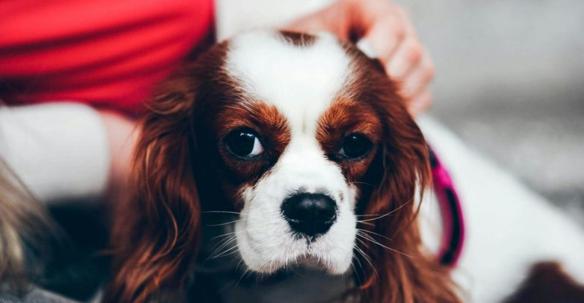 25 Dog Breeds That Feel Happiest When Sharing Your Space and Silence