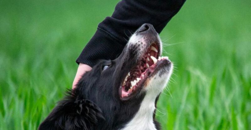 25 Dog Breeds That Form Deep Emotional Bonds and Dislike Being Alone