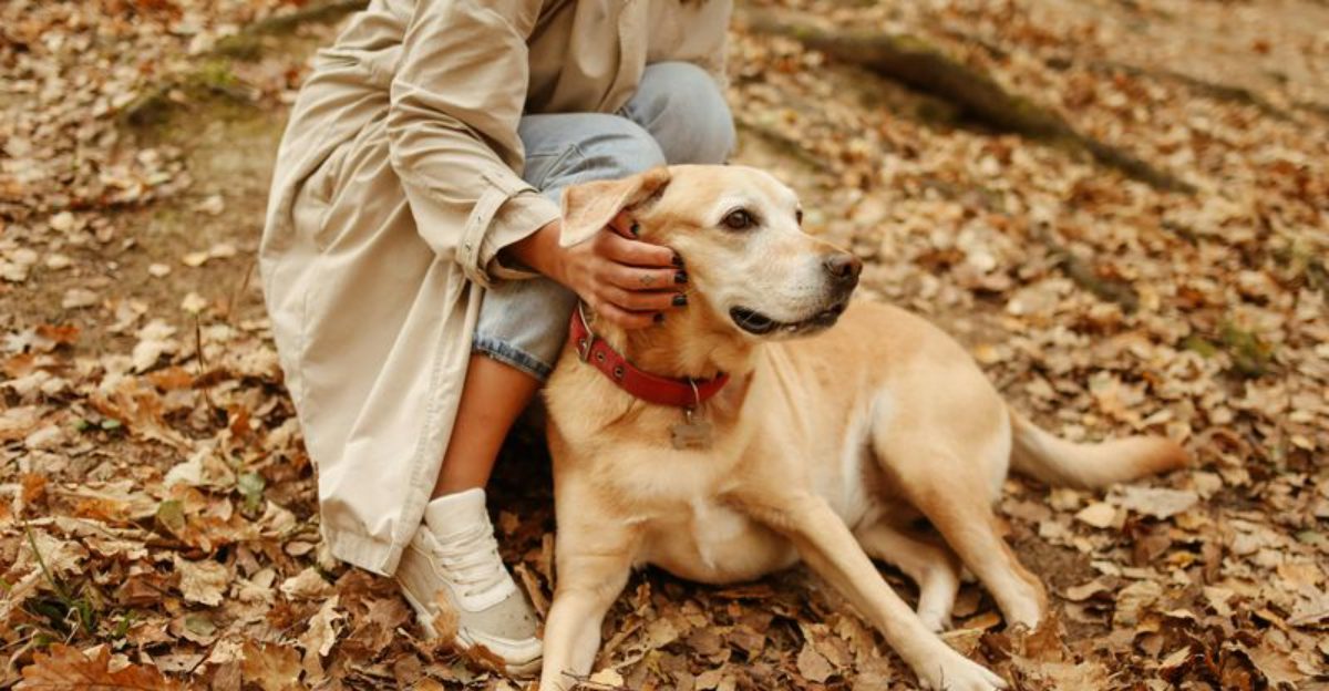 25 Dog Breeds That Love Staying by Their Owners Side