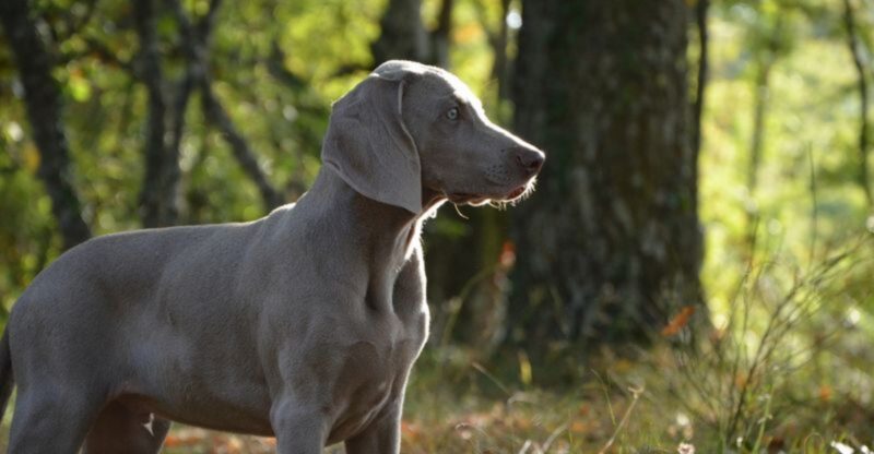 25 Dog Breeds That May Be Too Demanding for Older Owners