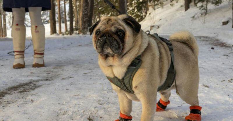 25 Dog Breeds That Need Extra Care in Cold Weather