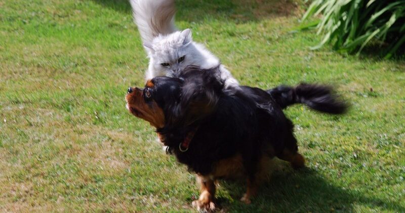 25 Dog Breeds That Require Extra Care When Living with Cats