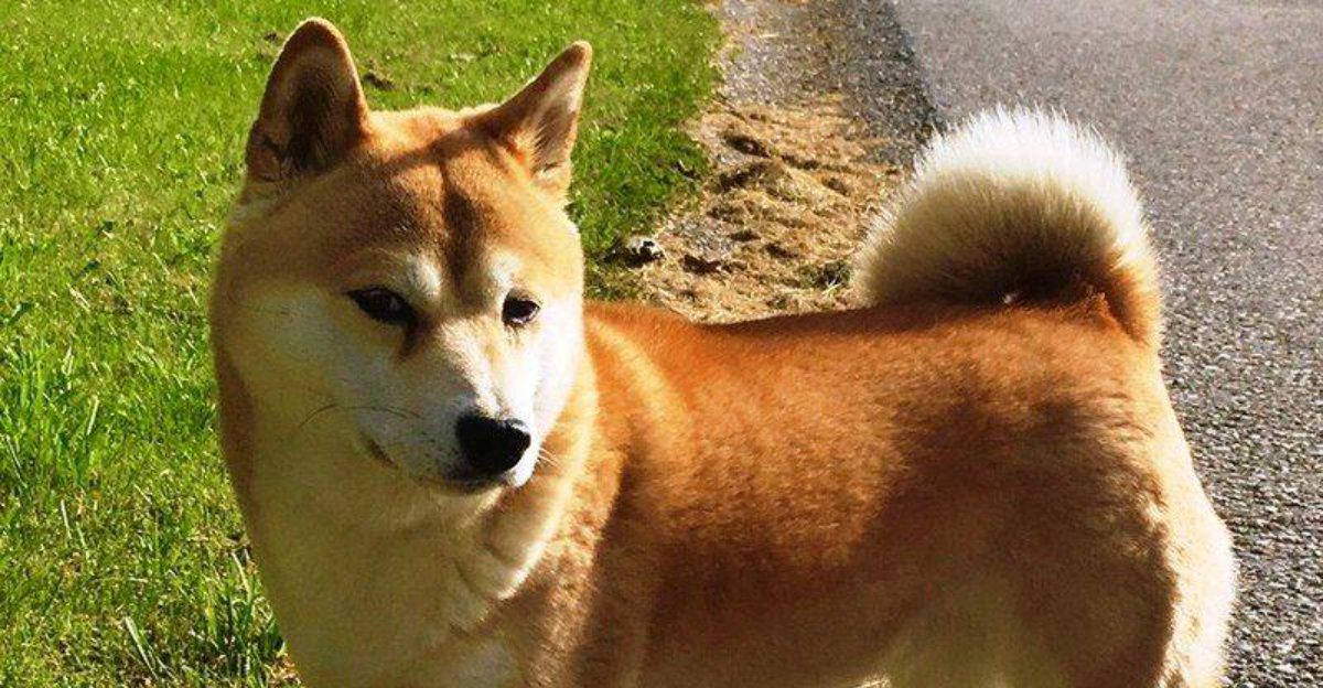 25 Dog Breeds That Rock the Pointed Ear Look