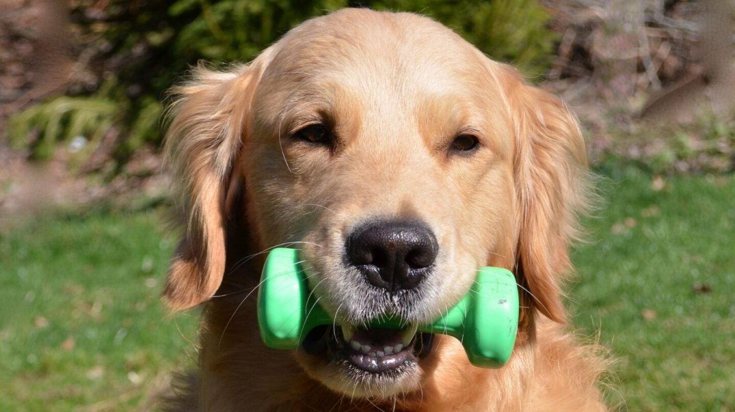 25 Dog Breeds That Stay Youthful in Looks and Energy as They Age