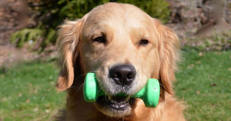 25 Dog Breeds That Stay Youthful in Looks and Energy as They Age