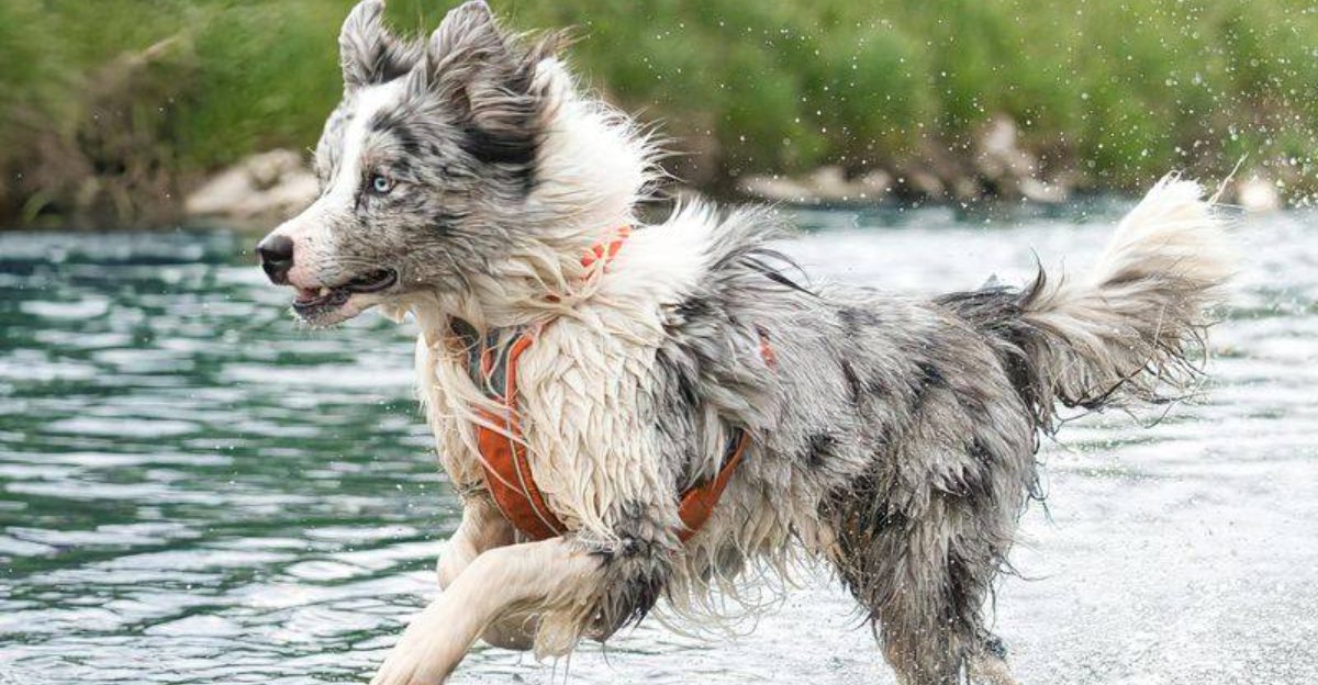 25 Dog Breeds That Thrive on Outdoor Exploration and Activity