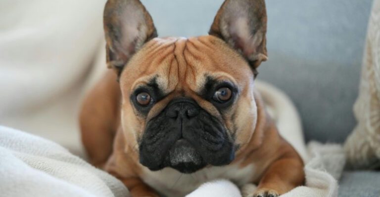 25 Dog Breeds Well Suited for First Time Owners Easygoing and Beginner Friendly Companions dog news