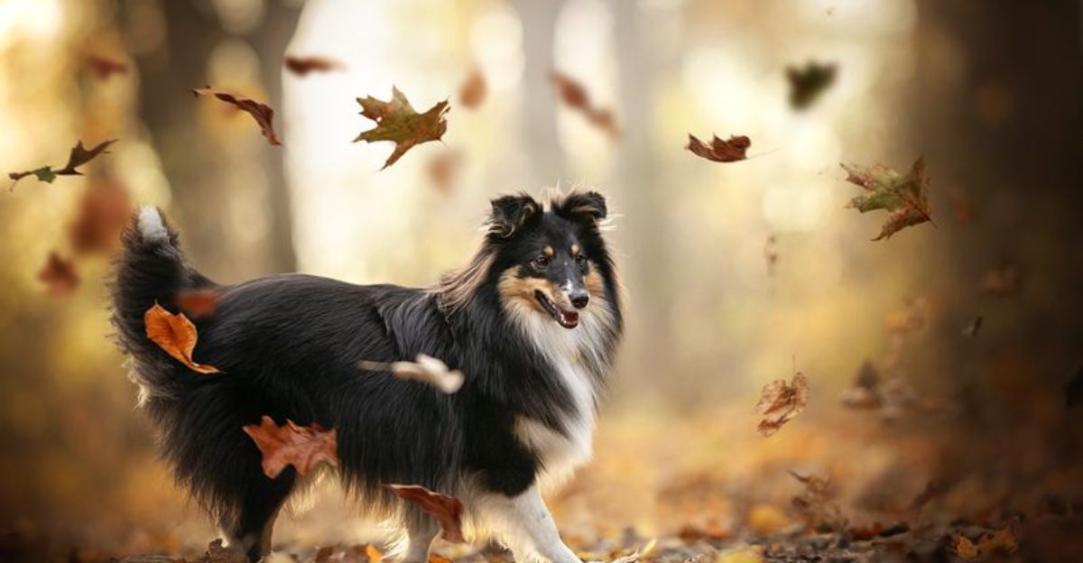 25 Dog Breeds with Naturally Polite and Well Mannered Behavior