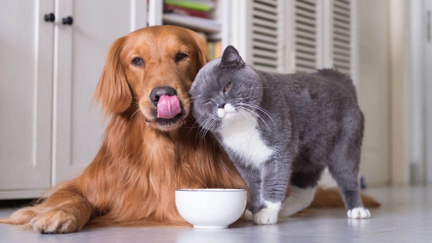 25 Dog Breeds with Strong Prey Drives That May Struggle to Live Peacefully with Cats