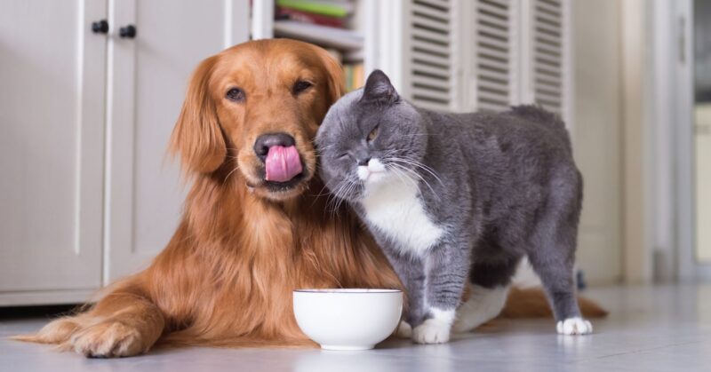 25 Dog Breeds with Strong Prey Drives That May Struggle to Live Peacefully with Cats