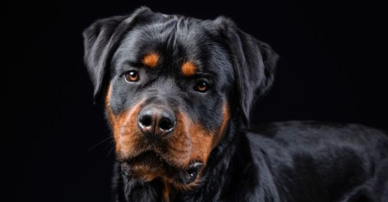 25 Dog Breeds with a Majestic Look That Instantly Draws Attention