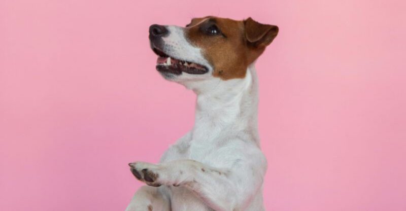 25 Dog Breeds with the Biggest and Most Expressive Personalities