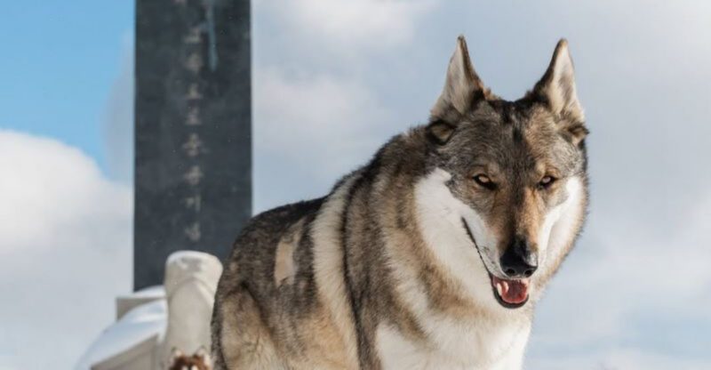 25 Dog Breeds with the Closest Genetic Ancestry to Wolves