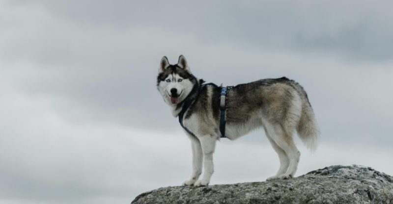 25 Energetic Dog Breeds That Love Hiking and Outdoor Adventures