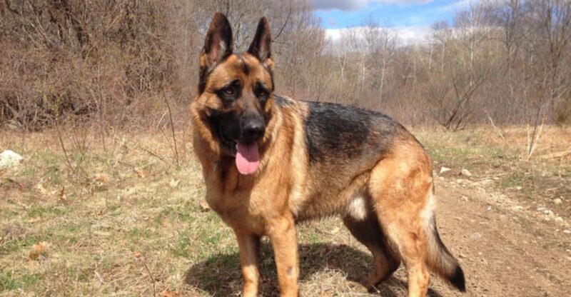 25 Fearless Dog Breeds That Take Home Security Seriously