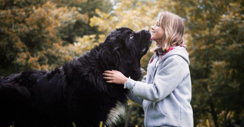 25 Gentle Giants Large Dog Breeds Known for Their Loving Temperament