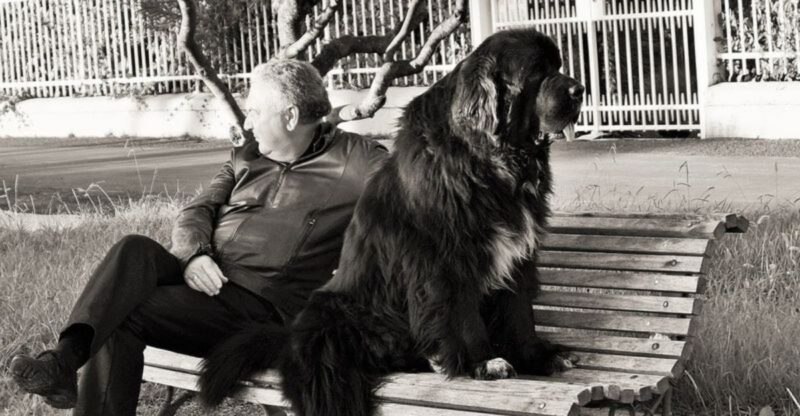 25 Large Dog Breeds That Build Strong Lifelong Bonds with Their Owners